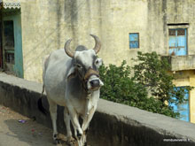 Vache -Todgarh - Inde